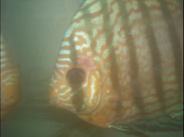 probléme discus Male-2-09-2014---2-