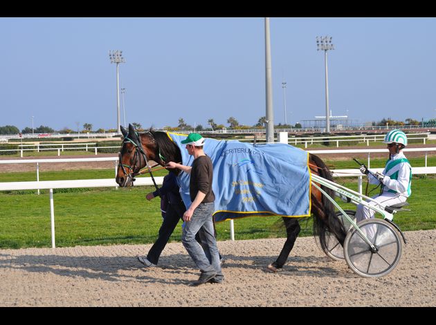 Tout sur votre cheval. Meaulnes-du-Corta--2-