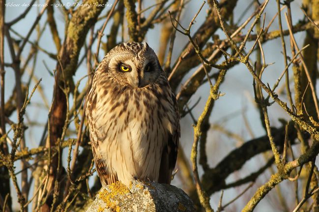 l'animal de Martin du 20 février trouvé par Martine Hibou-99819