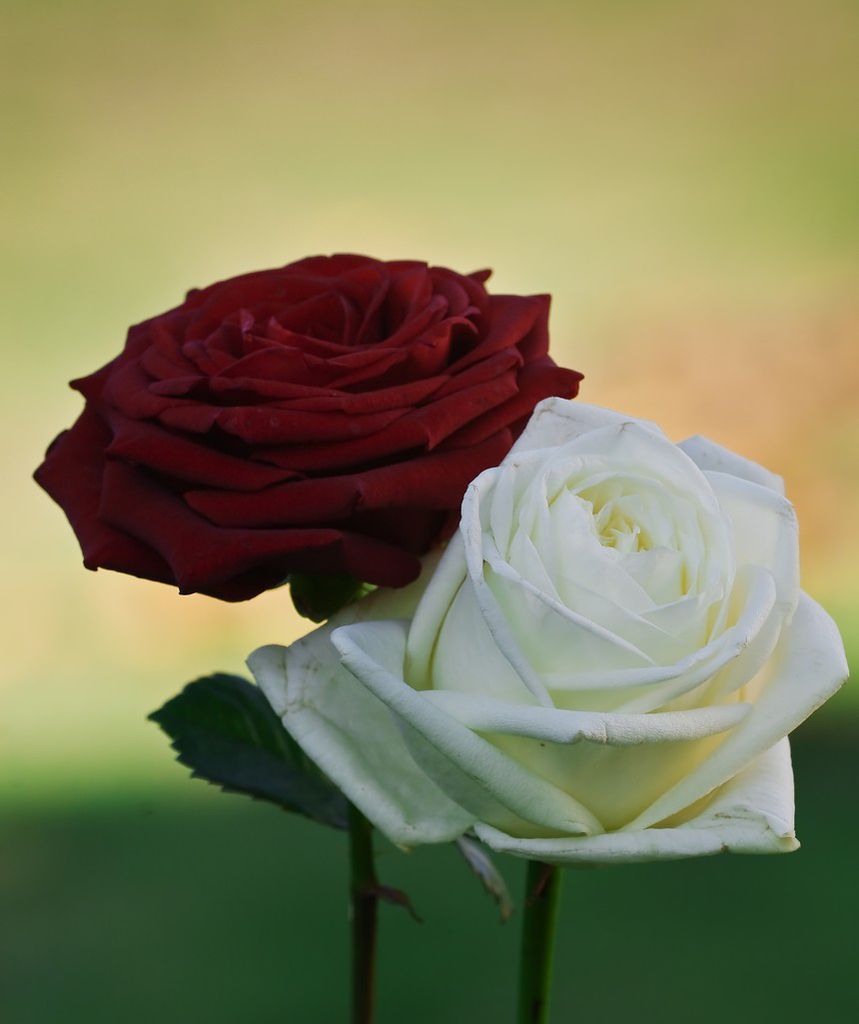 كل عضو يدخل ويهدي اللي يحب ثلاث وردات  Double-rose-rouge-et-blanche--1