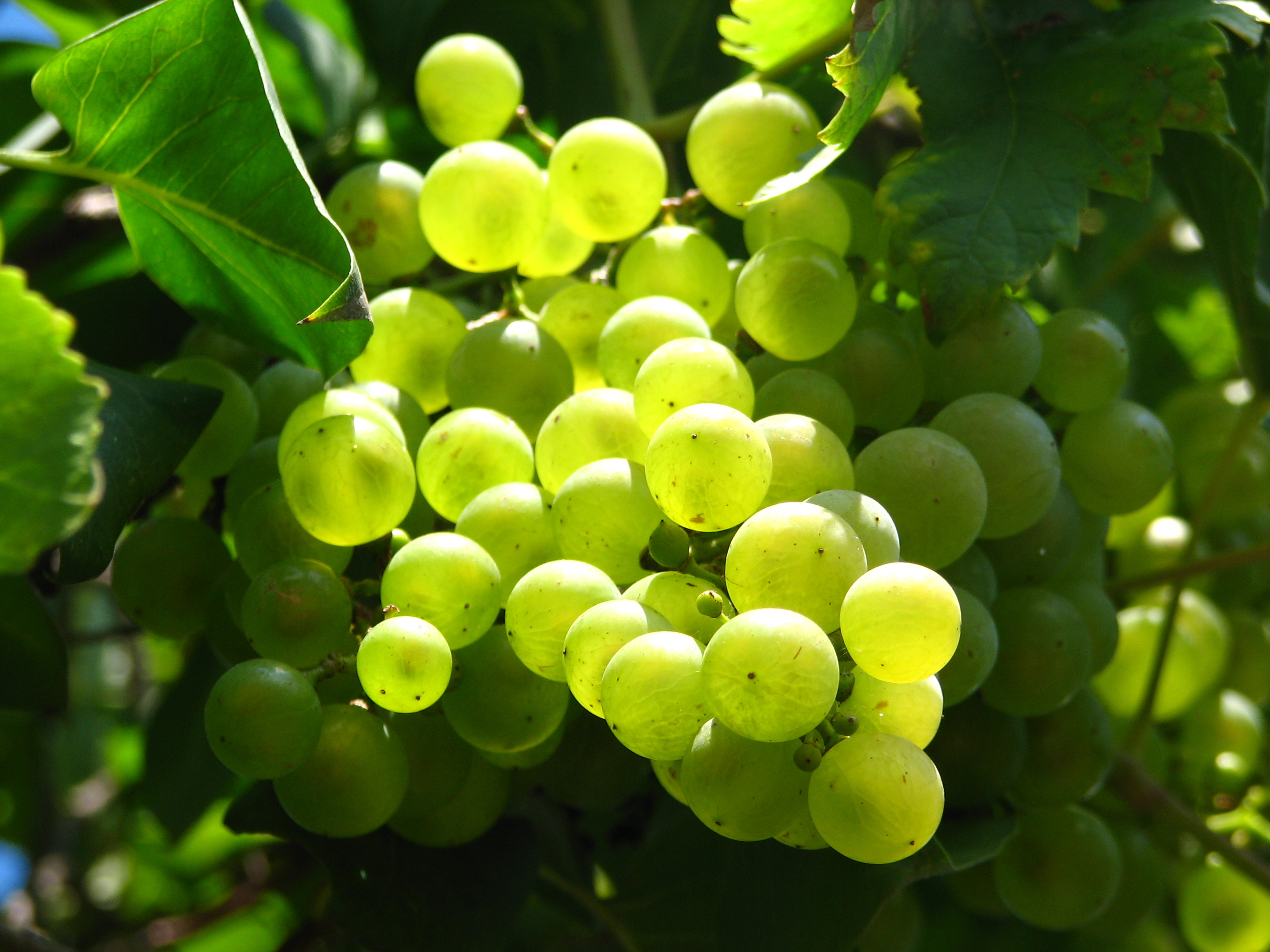 Frutas que os gustan Hrozen