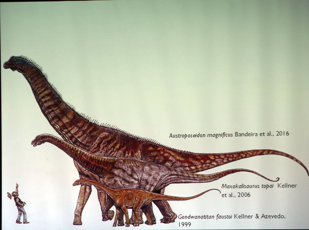 Austroposeidon magníficus, dinosaurio de 25 metros descubierto en Brasil 1475687532999