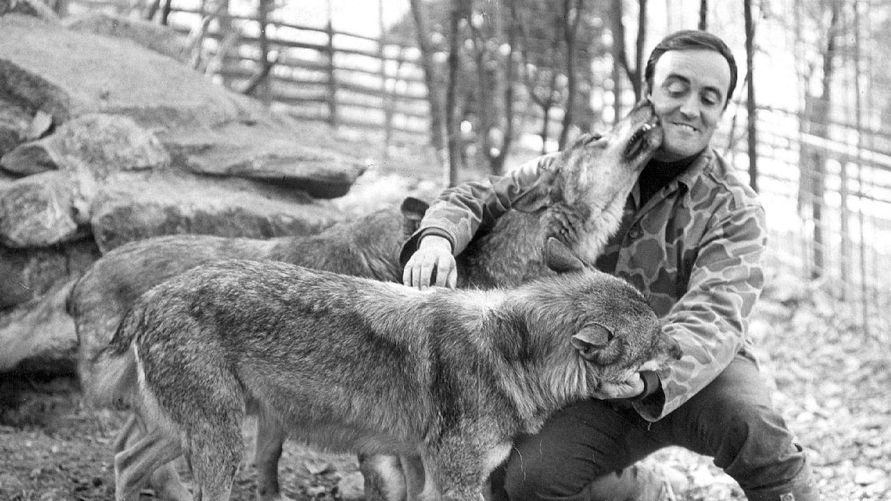 Decapitación de lobos ibéricos en España 1457621114269