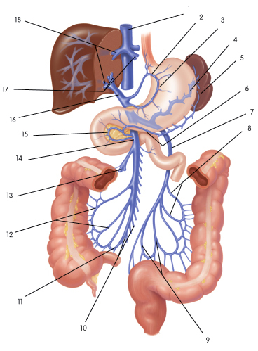 دول بعض صور الابدومن والبلفيس لسنه تانيه Portal_vein_system-visceral_arteries