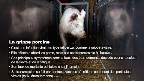 Grippe porcine chez l'être humain 480x270_grippePorcine