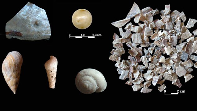 [Cryptozoologie] Le Barmanou que sait-on ? 110915_j25i6_coquillage-mer-neandertal_sn635