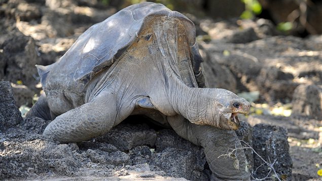 Les news "s'en ouf" - Page 11 AFP_120625_ms77f_lonesome-george-tortue_sn635