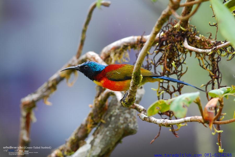 l'oiseau de Martin du 23 Août trouvé par Martine Spd_20110414210008_b