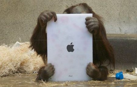 Orangutanes reciben su propio iPad Orangutanes-reciben-su-propio-iPad