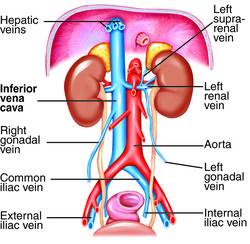 دول بعض صور الابدومن والبلفيس لسنه تانيه Inferior_vena_cava