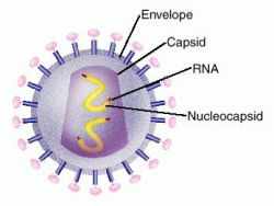 Virus structure and Replication Nucleocapsid