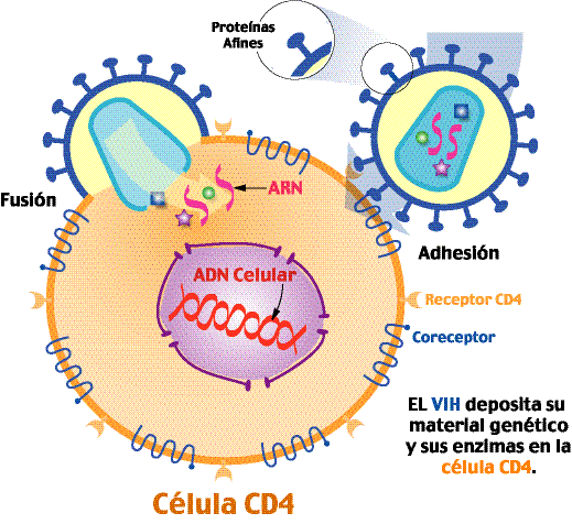 Mentiras sobre el Sida. - Página 5 Fusion