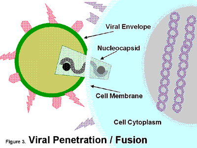 Virus structure and Replication Slide3