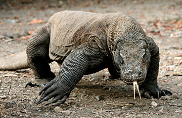 mojo - Mojö fun 2014 - Komodo dragon 387166 - Page 2 360_dragon_0224