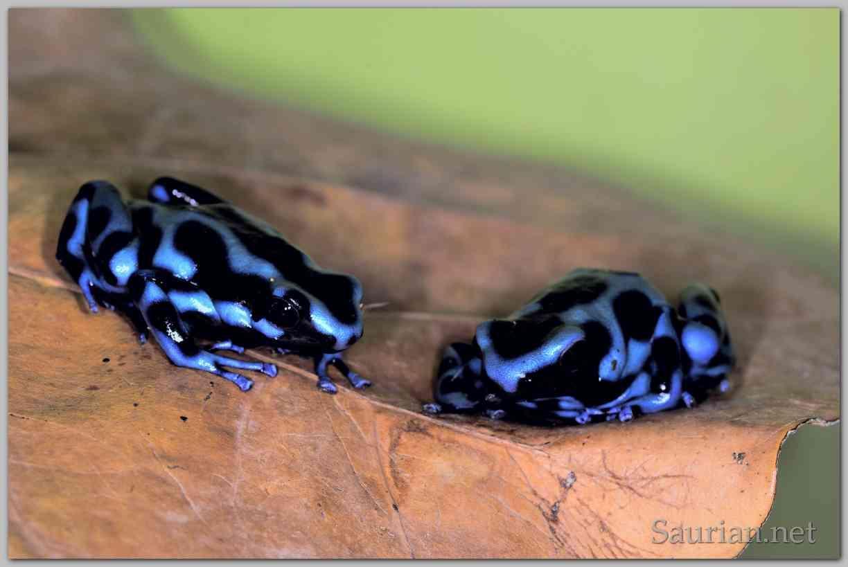 "Dendrómetro": Guía de vivarios, según la especie. Blue_and_black_d_auratus_sexed_pair