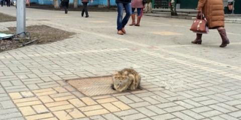 Kucing Ini Setiap Hari Selalu Diam Dekat Saluran Air, Ternyata Apa yang Dilakukan Bikin Netizen Terharu 2068bd9e6faa94f2770c74295c99d7f2f