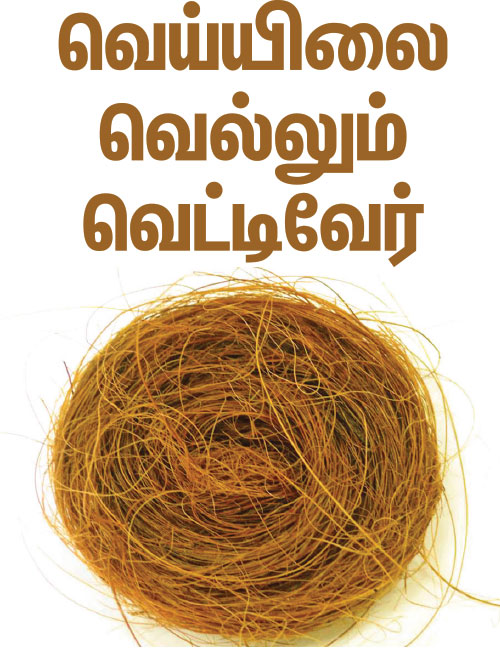 வெய்யிலை வெல்லும் வெட்டிவேர்!  P43a