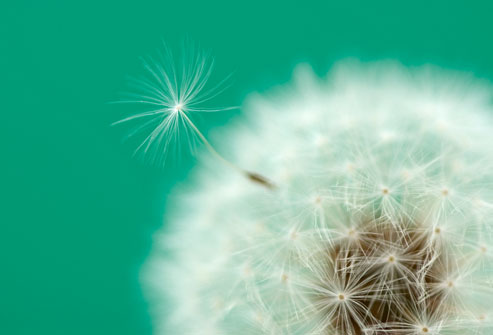 A Visual Guide to complete Asthma Cure Getty_rm_photo_of_dandelion_spore