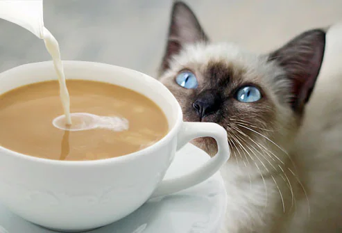 ✗ آﻁﻋﻣ̝̚ة ﺧﻁﯾړُة ﻋﻟـﮯ ﺂﻟﻗ̮ـ̃ﻁﻁ ✗  Jiu_rf_photo_of_cat_looking_at_coffee