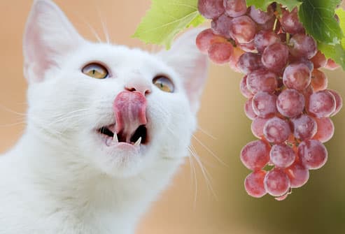 ✗ آﻁﻋﻣ̝̚ة ﺧﻁﯾړُة ﻋﻟـﮯ ﺂﻟﻗ̮ـ̃ﻁﻁ ✗  Jiu_rf_photo_of_cat_looking_at_grapes