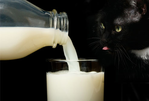✗ آﻁﻋﻣ̝̚ة ﺧﻁﯾړُة ﻋﻟـﮯ ﺂﻟﻗ̮ـ̃ﻁﻁ ✗  Jiu_rf_photo_of_cat_looking_at_milk