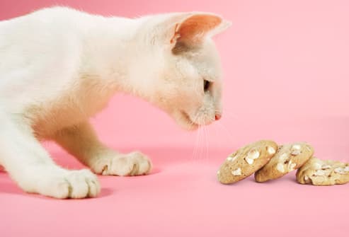✗ آﻁﻋﻣ̝̚ة ﺧﻁﯾړُة ﻋﻟـﮯ ﺂﻟﻗ̮ـ̃ﻁﻁ ✗  Jiu_rf_photo_of_cat_sniffing_macadamia_nut_cookie