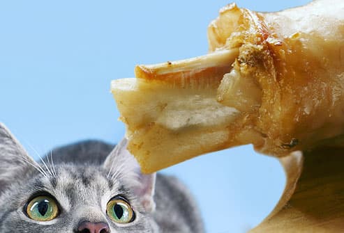 ✗ آﻁﻋﻣ̝̚ة ﺧﻁﯾړُة ﻋﻟـﮯ ﺂﻟﻗ̮ـ̃ﻁﻁ ✗  Photolibrary_rf_photo_of_cat_eying_bone_and_fat