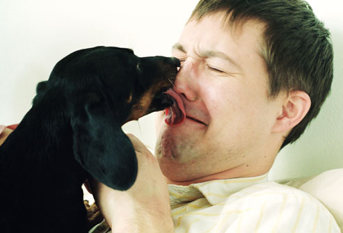 Poljubac  Getty_rf_photo_of_dog_licking_face