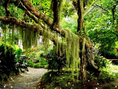 Dünyadaki Güzellikler Nature_forest