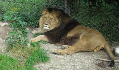 أسد الأطلس المغربي 800px-lion.zoo