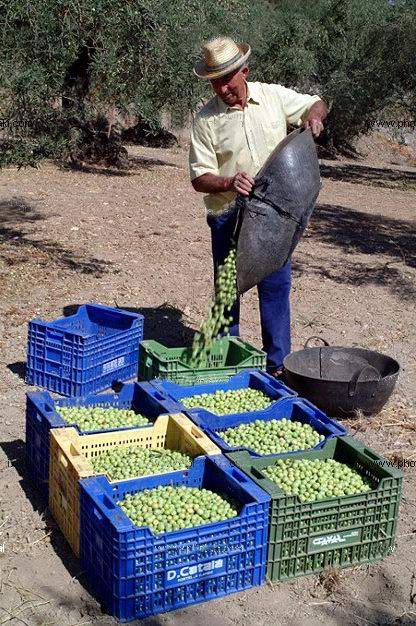 زيت الزيتون في اسبانيا: تاريخه، أنواعه وفوائده Oliva_4