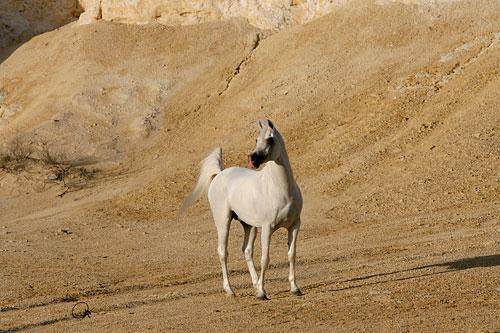 At Fotolar ve Videolar - Sayfa 3 A6