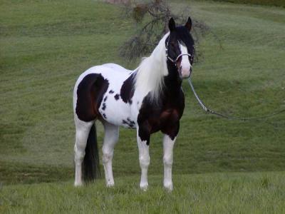 Skittle's Rainbow Colour Horse