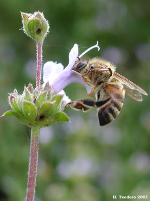 “Las abejas” Abejas