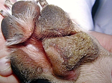 HIPERQUERATOSIS EN PERROS (...callos, cuernos cutaneos, verrugas etc.) Hiperqueratosis