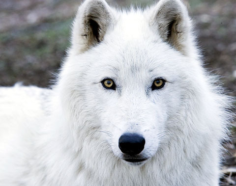 Saevitia - die Wilde (in Bearbeitung) Arcticwolfwolves60