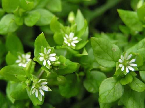 PLANTAS SILVESTRES PARA NUESTROS PAJAROS Pamplina