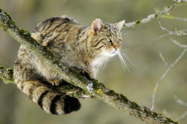 Allgemeines- Kapietel 1 - Geschichte der  Katzen  Reise-wildkatze-DW-Reise-Berlin