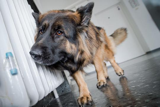 Rettet die Milben Spuerhunde-suchen-Bettwanzen