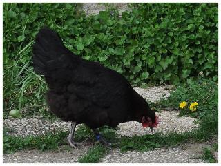 Les poules de Gwendoline 2014_04_01_dsc_1730-44d683e