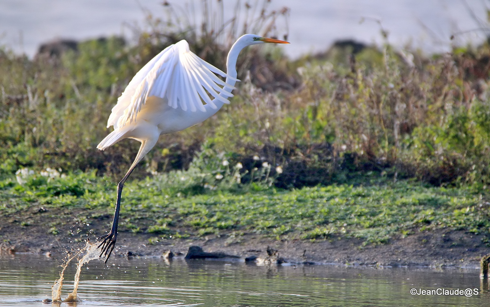 Promenade ornithologique avec mon pote Martin Img_6060_filtered-5358ad8