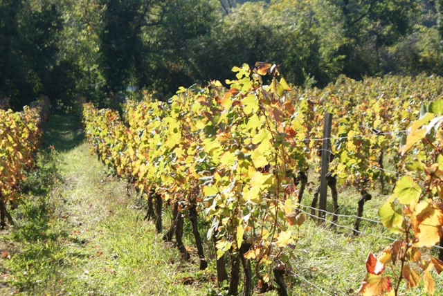 X 2015 DORDOGNE (24) octobre Dordogne et Caillac (près de Cahors) 3a-4d2581b