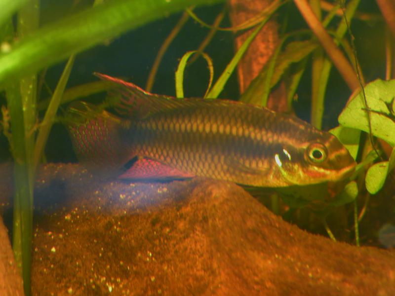 pelvicachromis kribensis "edea" P1060246-509bd4d