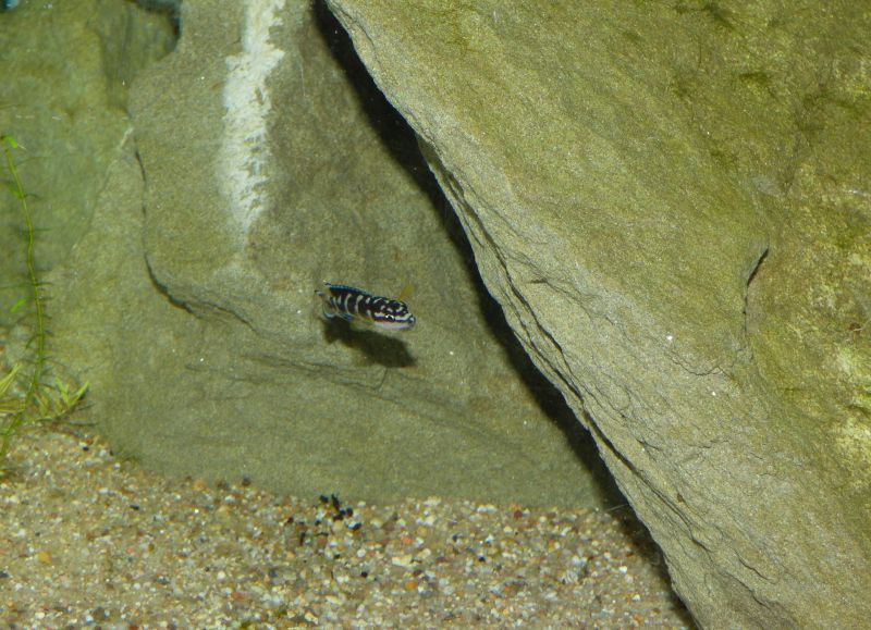 300L Tanga Julidochromis transcriptus Pemba P1050782-5036590