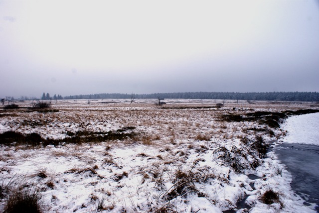 Z Belgique   un jour de janvier 2015 en Fagnes Ddsfd-037-499a71d