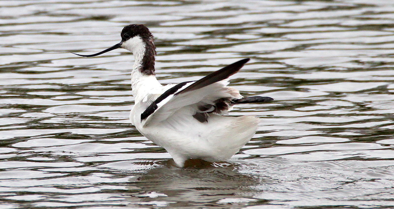 Les oiseaux de la Ria d'Etel - Page 4 Img_9326-525e02b