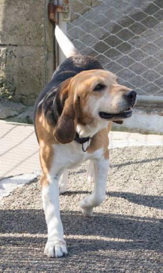 AZUR - x beagle 11 ans - Spa de Plouhinec (29) Azur-plouhinec3-5289e50