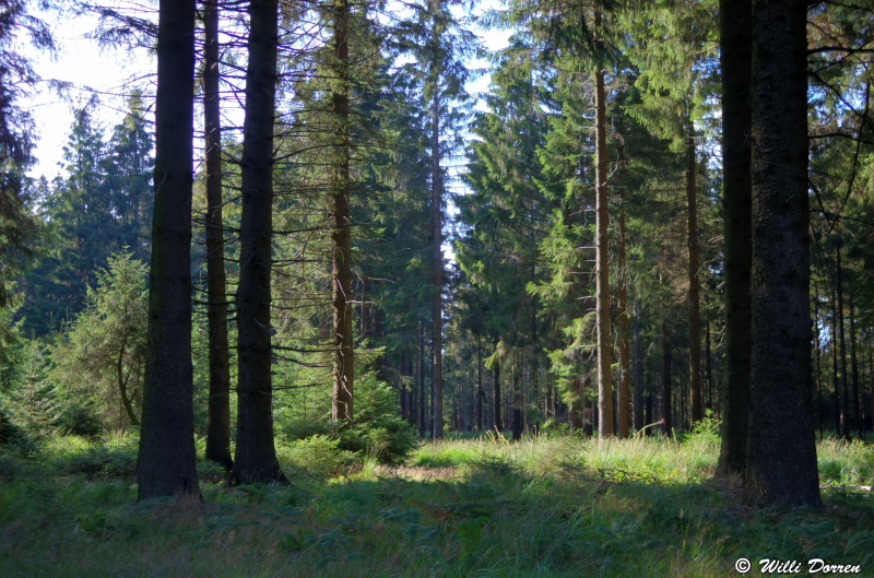 sous bois dans les fagnes ( Belgique ) Dpp_-fagne--0003-4b1eada