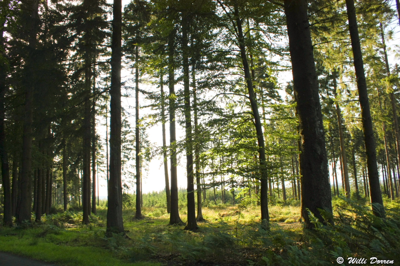 sous bois dans les fagnes ( Belgique ) Dpp_-fagne--0006-4b1eafb