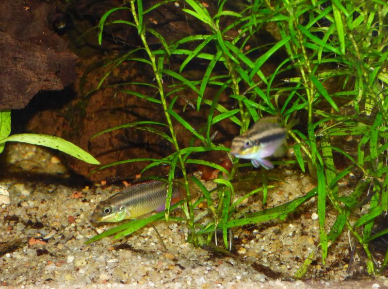 pelvicachromis kribensis "edea" P1040655-4fa6552